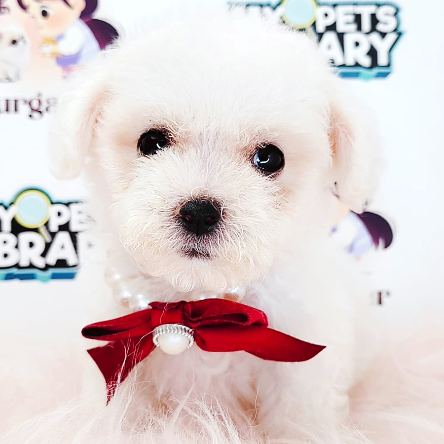 Tiny Poodle Puppy (Female) For Sale