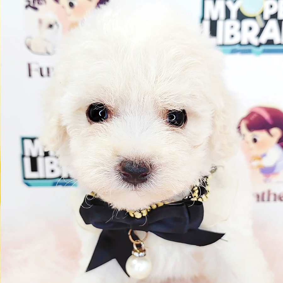 Bichon Puppy (Female) For Sale