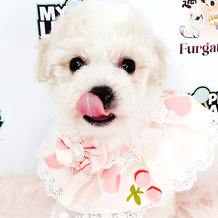 Tiny Toy Maltipoo Puppy (Female) For Sale