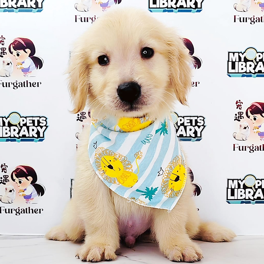 Golden Retriever Puppy (Male) For Sale