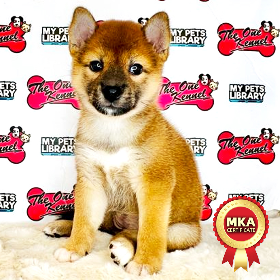 MKA Shiba Inu Puppy (Female) For Sale