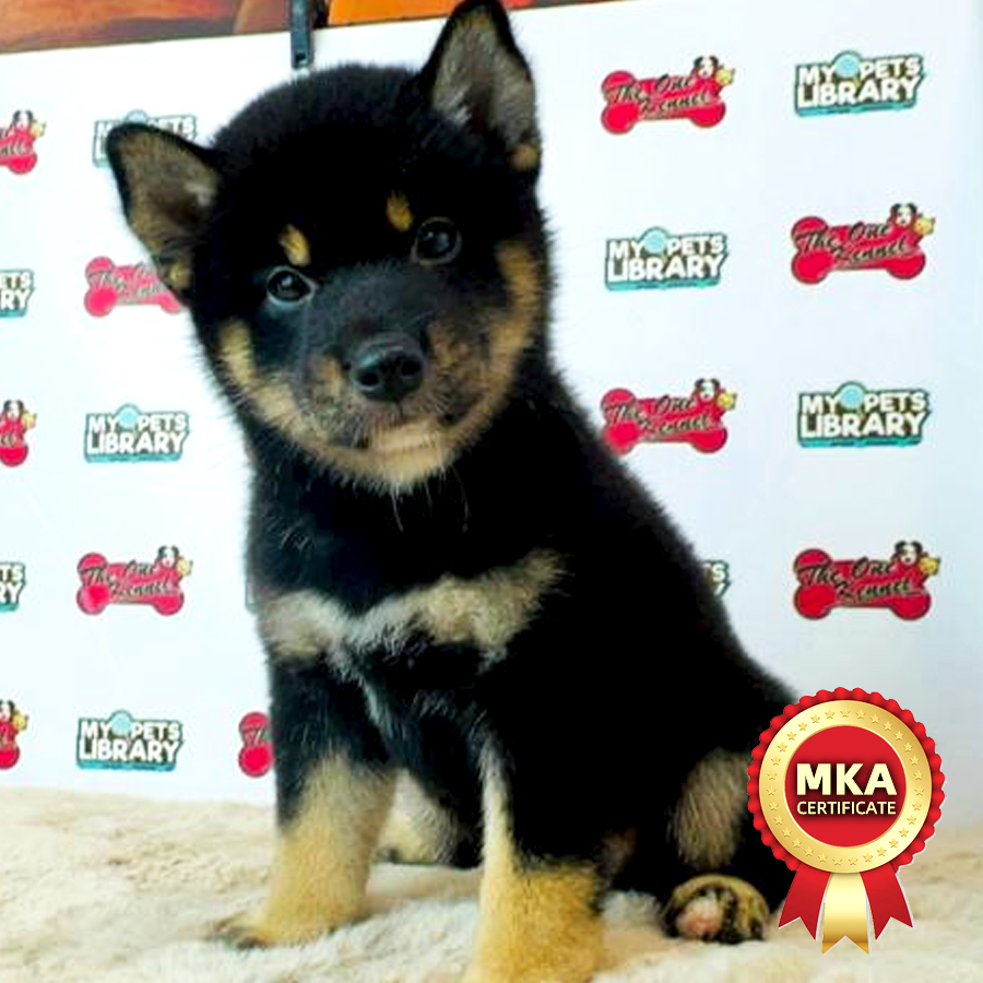 MKA Shiba Inu Puppy (Male) For Sale