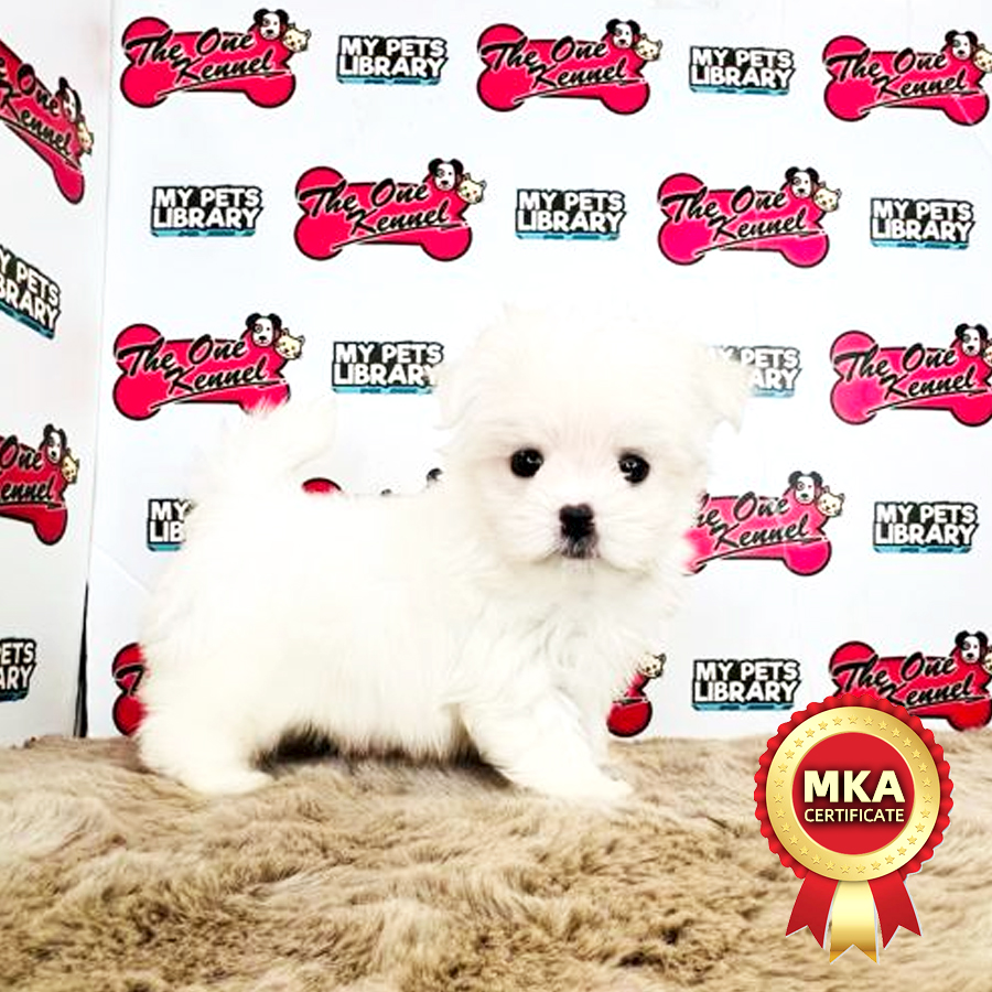 MKA Tiny Maltese Puppy (Female) For Sale