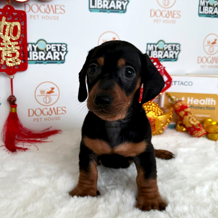 Miniature Dachshund Puppy (Male) For Sale