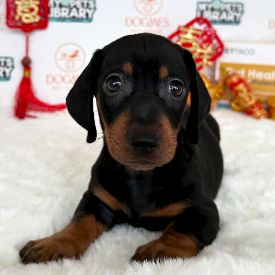Miniature Dachshund Puppy (Male) For Sale