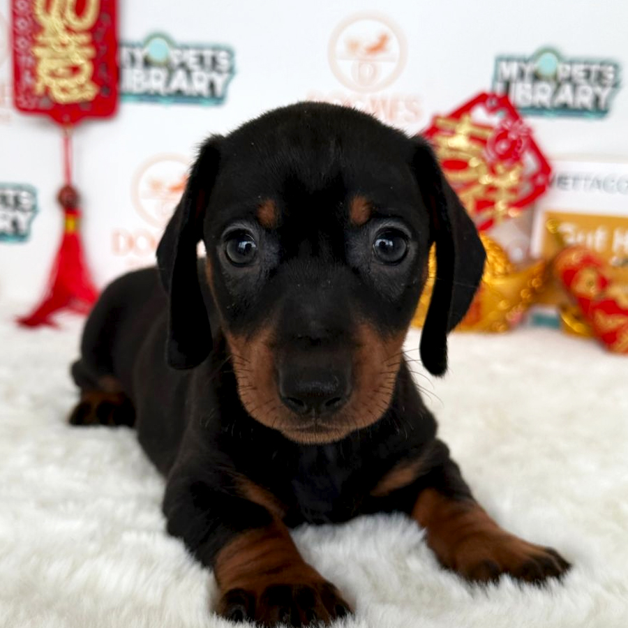 Miniature Dachshund Puppy (Female) For Sale