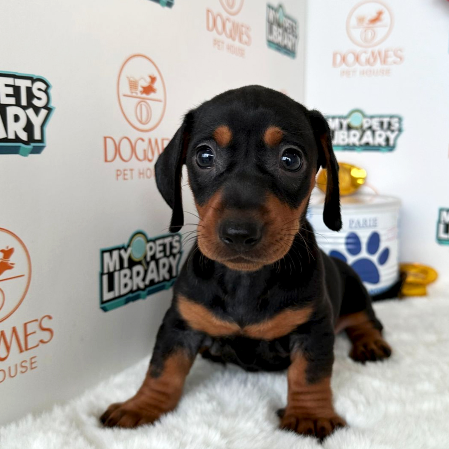 Miniature Dachshund Puppy (Female) For Sale