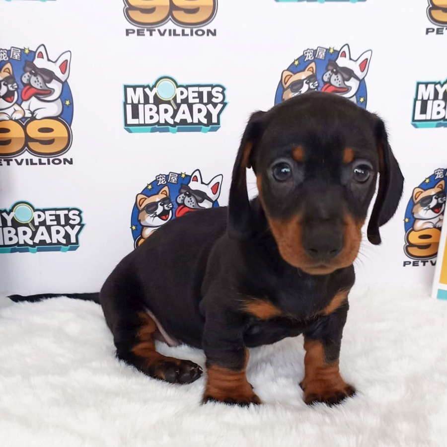 Miniature Dachshund Puppy (Female) For Sale
