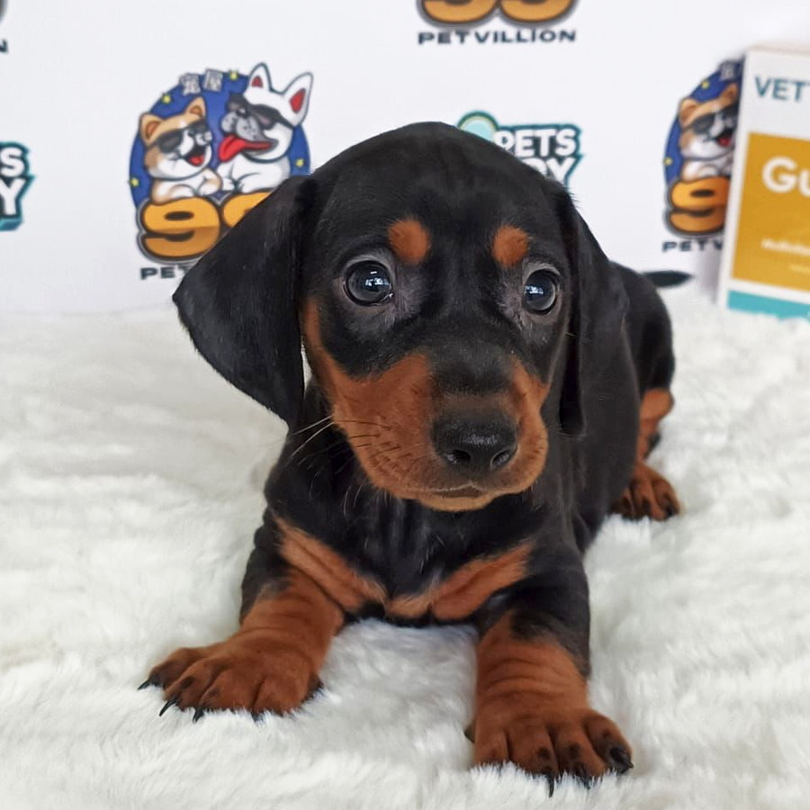 Miniature Dachshund Puppy (Female) For Sale