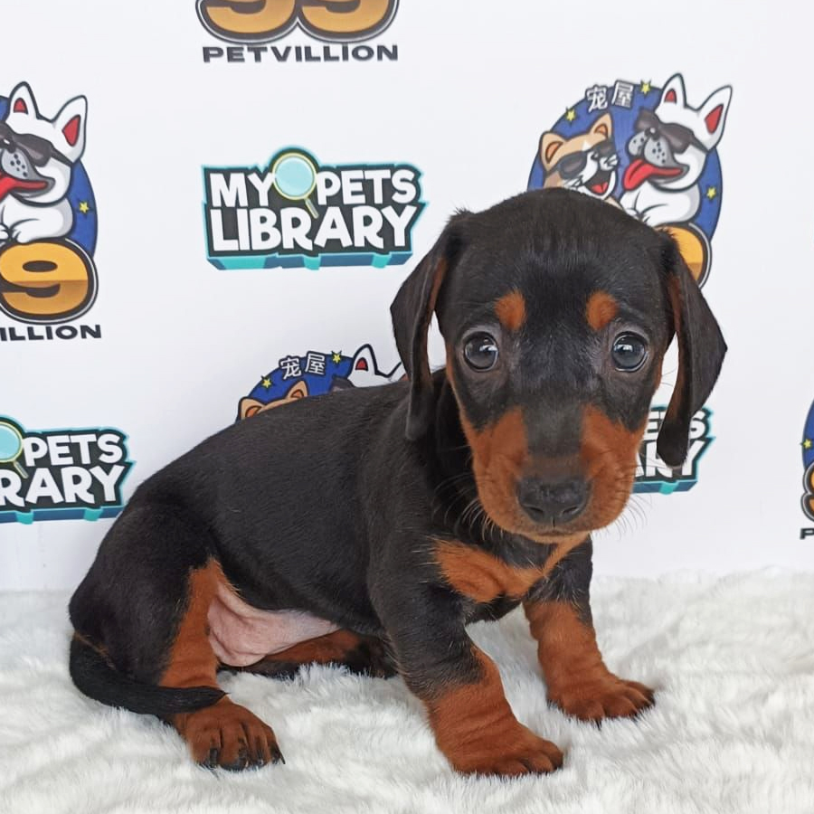 Miniature Dachshund Puppy (Female) For Sale