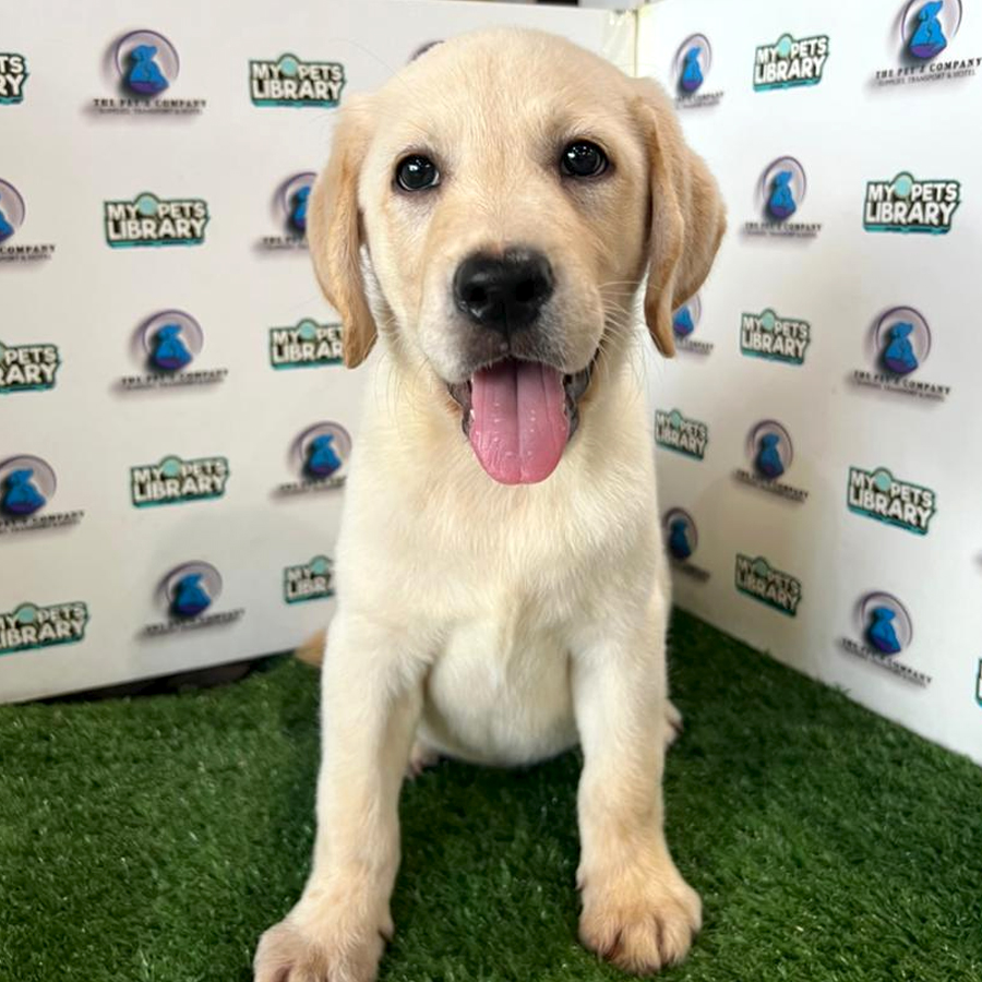 Labrador Puppy (Male) For Sale