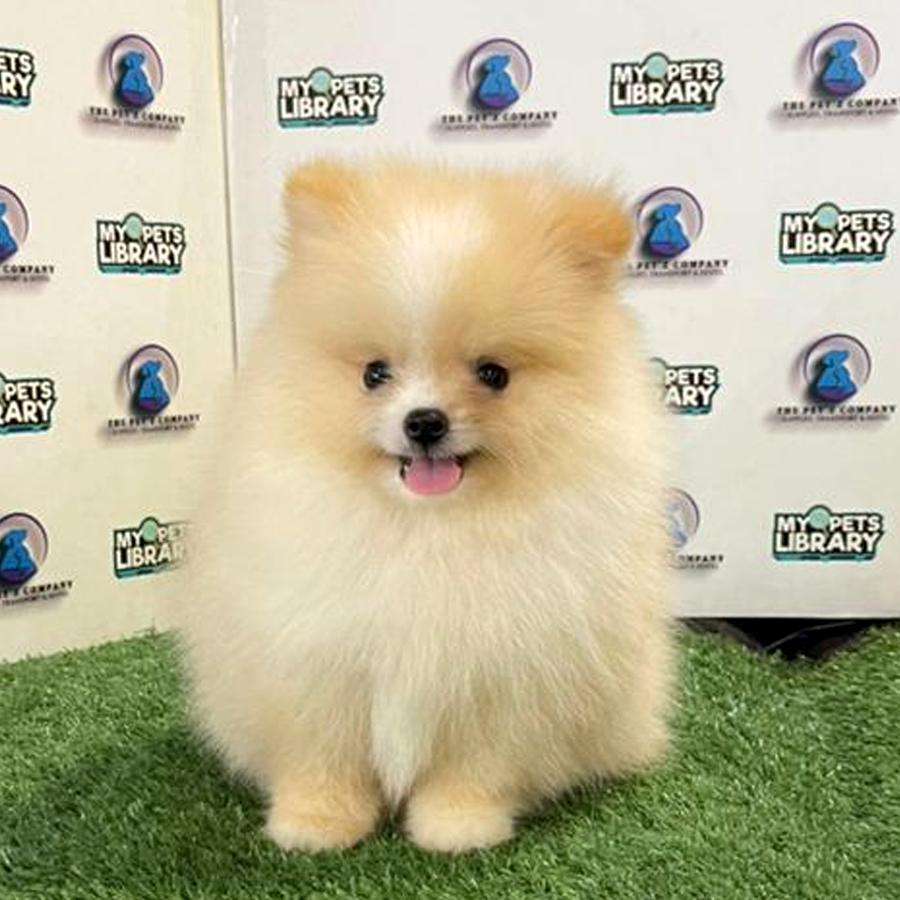 Pomeranian Puppy (Male) For Sale