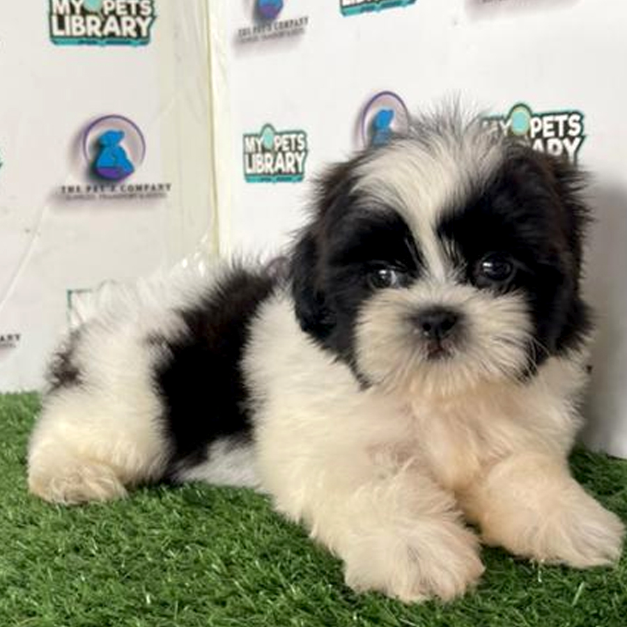 Shih Tzu Puppy (Male) For Sale