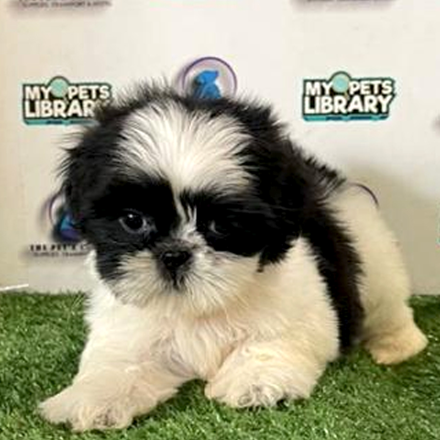 Shih Tzu Puppy (Female) For Sale