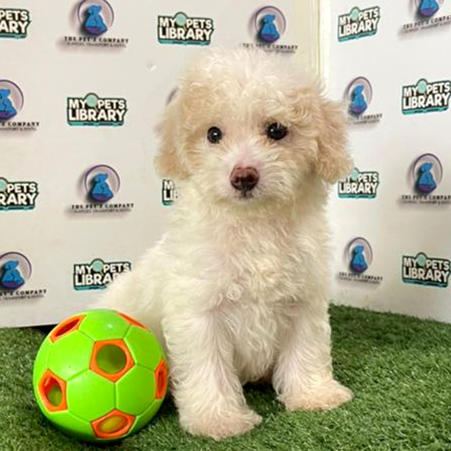 Poodle Puppy (Male) For Sale
