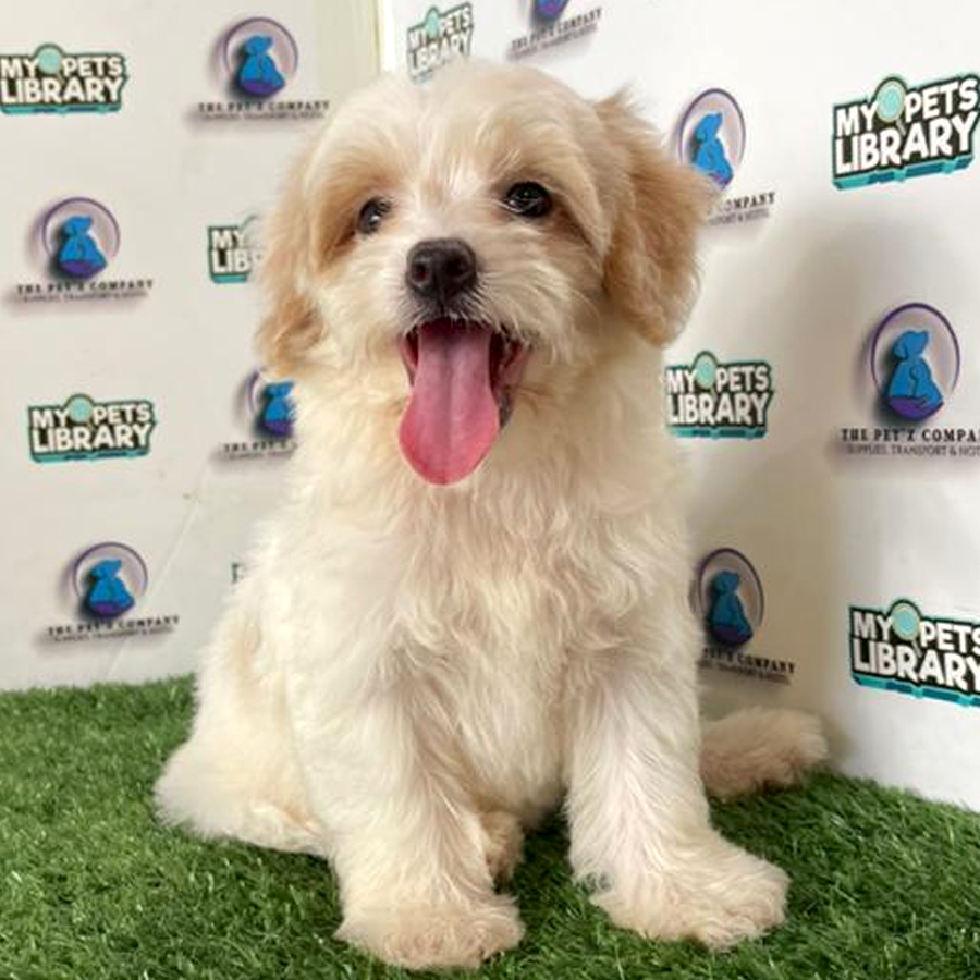 Poodle Puppy (Male) For Sale