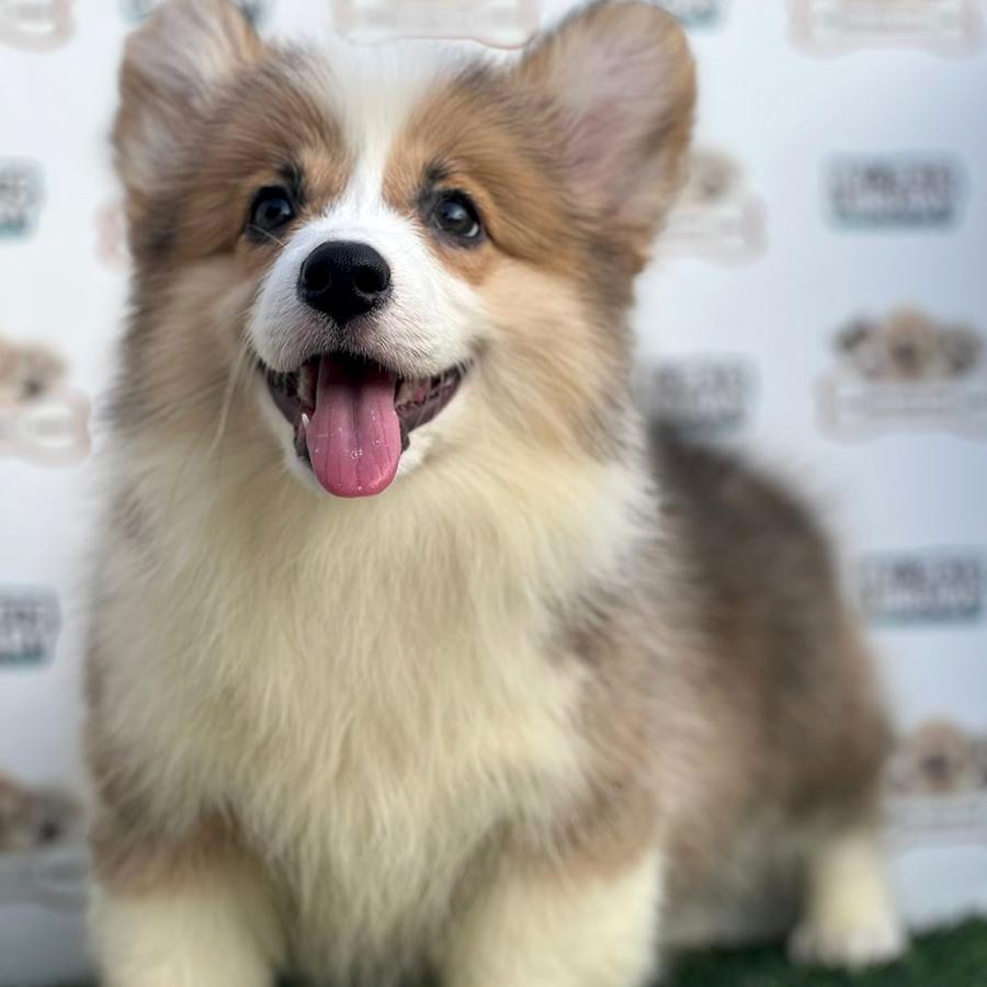 Long Coat Corgi Puppy (Female) For Sale