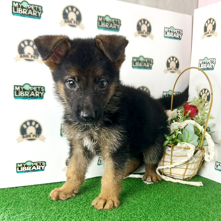 German Shepard Puppy (Female) For Sale