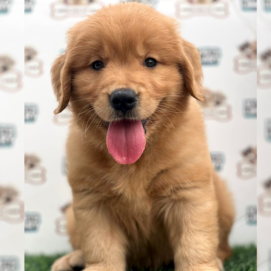 Golden Retriever Puppy (Male) For Sale