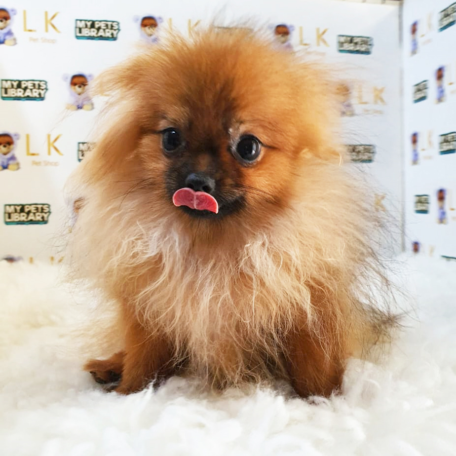 Teacup Pomeranian Puppy (Female) For Sale