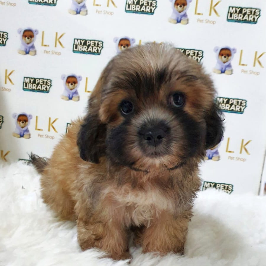 Shihpoo Puppy (Male) For Sale