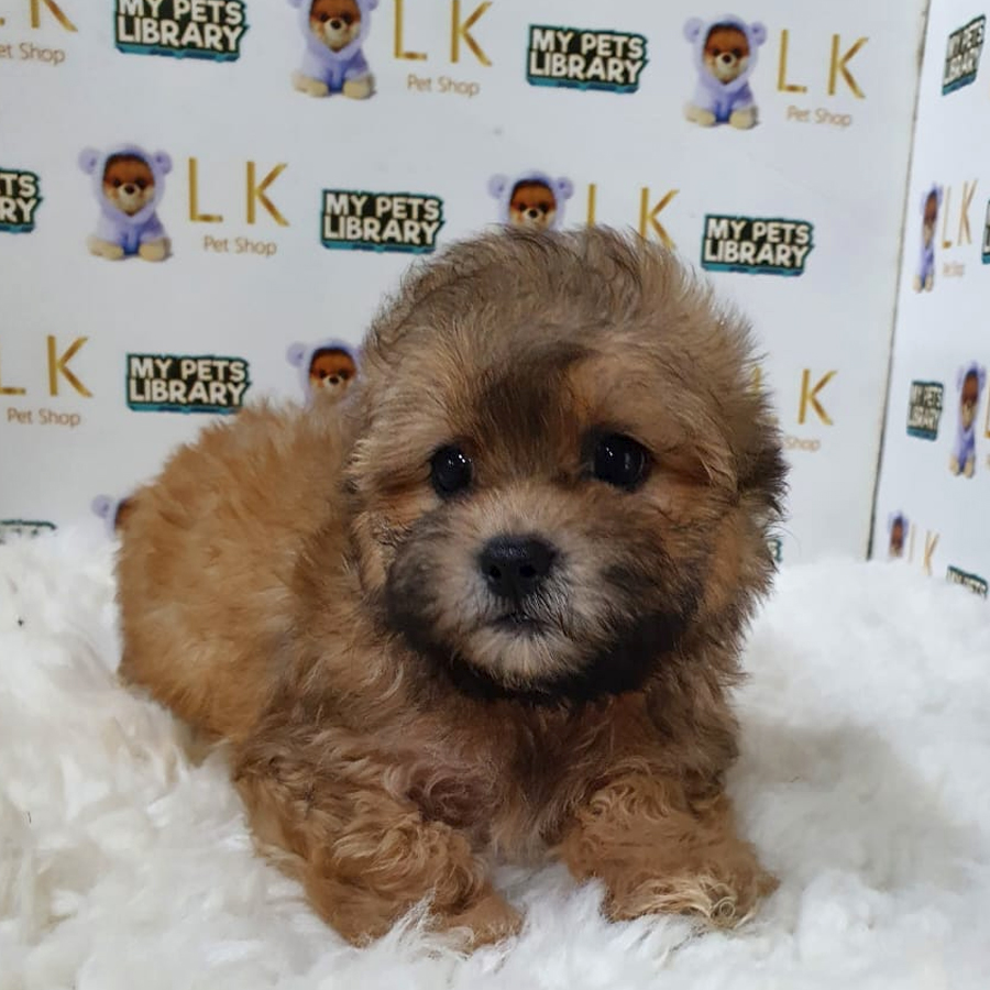 Shihpoo Puppy (Female) For Sale