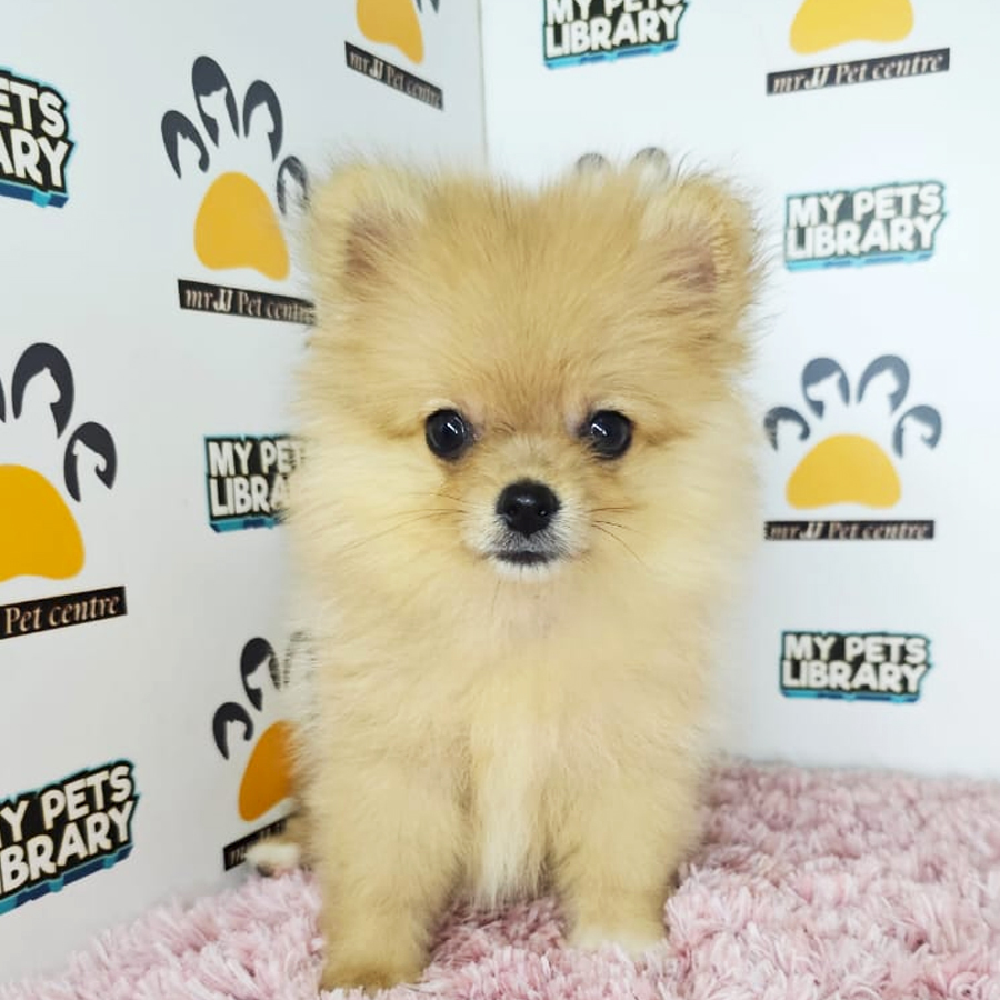 Teacup Pomeranian Puppy (Female) For Sale