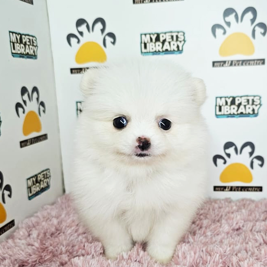 Teacup Pomeranian Puppy (Female) For Sale