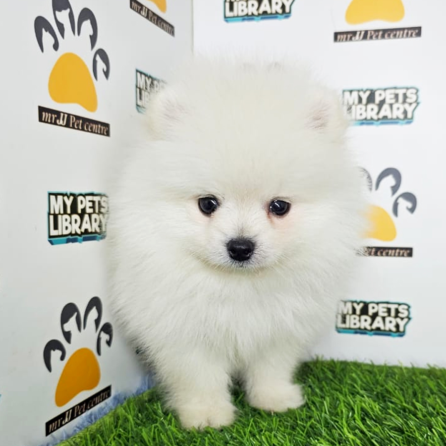 Tiny Pomeranian Puppy (Male) For Sale