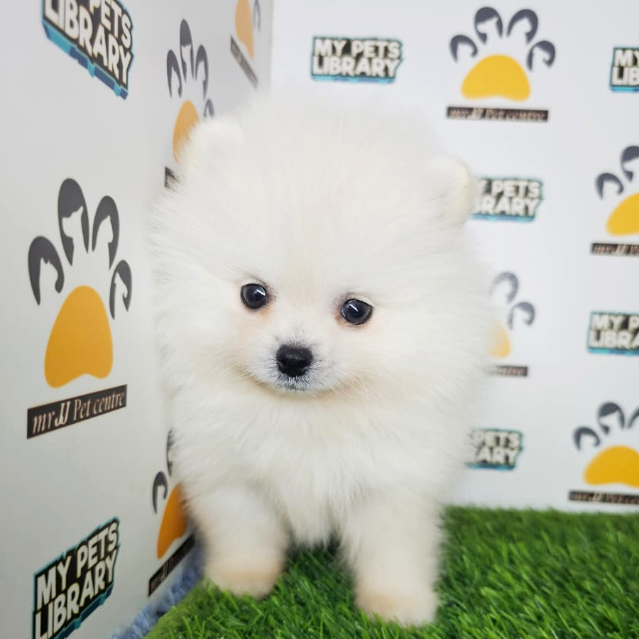 Tiny Pomeranian Puppy (Male) For Sale