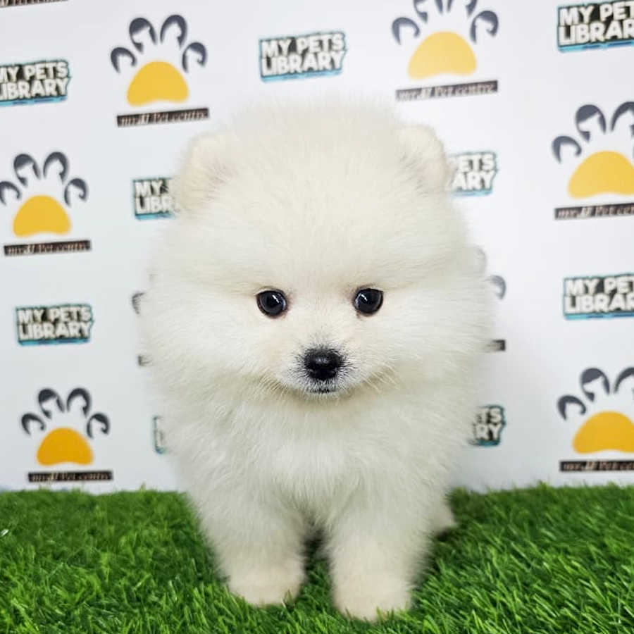 Tiny Pomeranian Puppy (Male) For Sale