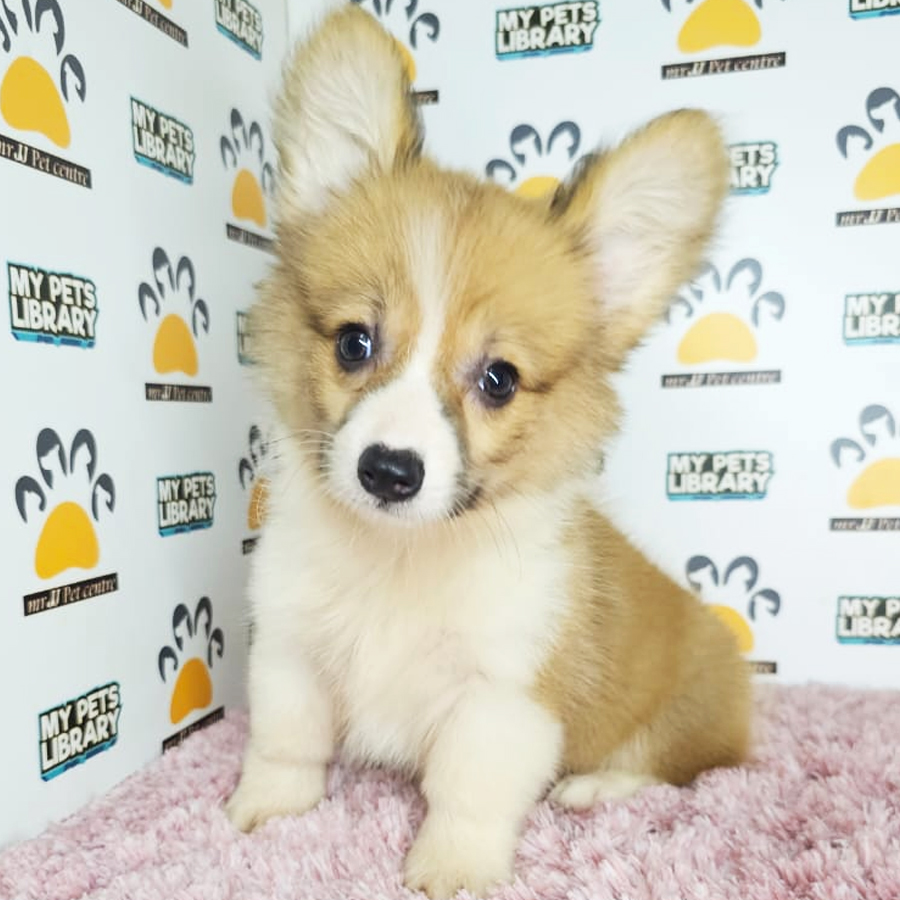 Corgi Puppy (Female) For Sale
