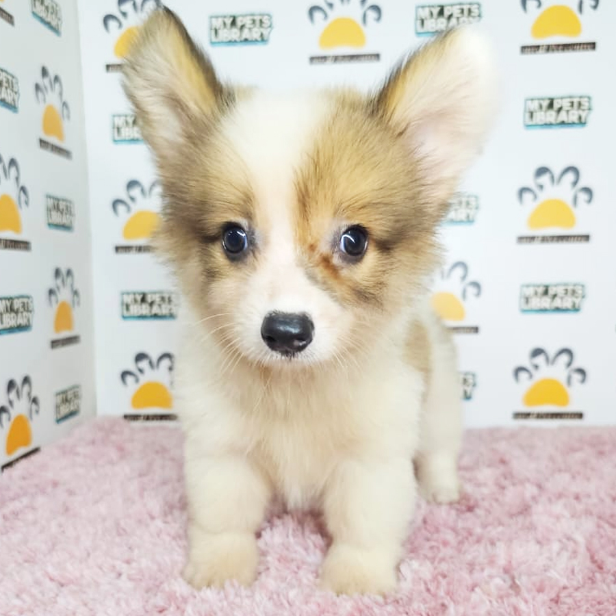 Corgi Puppy (Female) For Sale