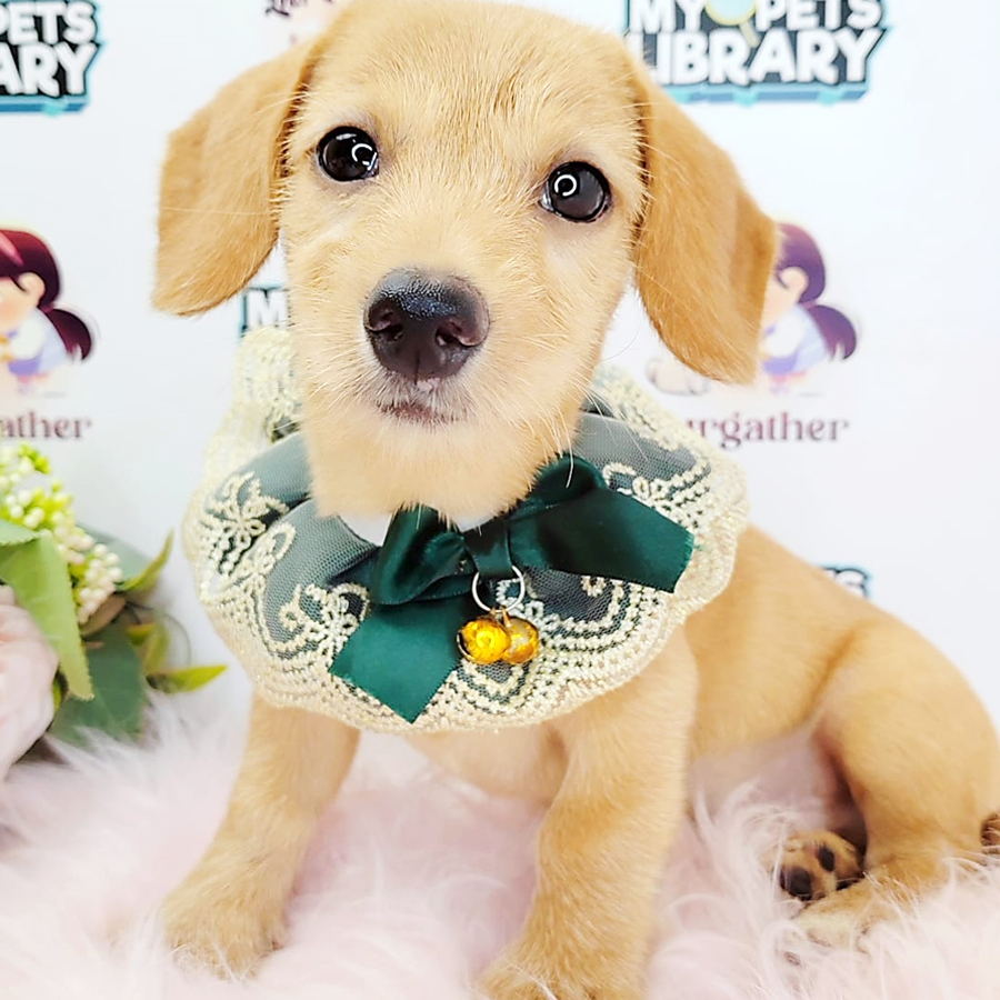 Dachshund Puppy (Male) For Sale