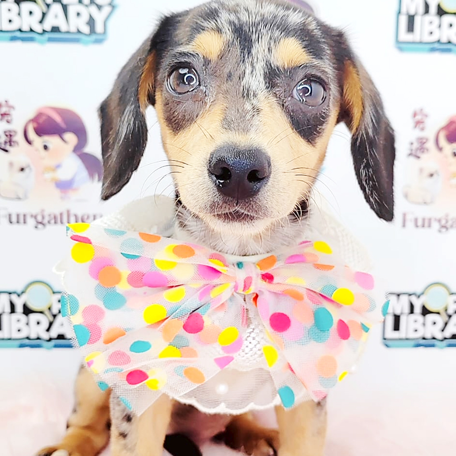 Dachshund Puppy (Female) For Sale