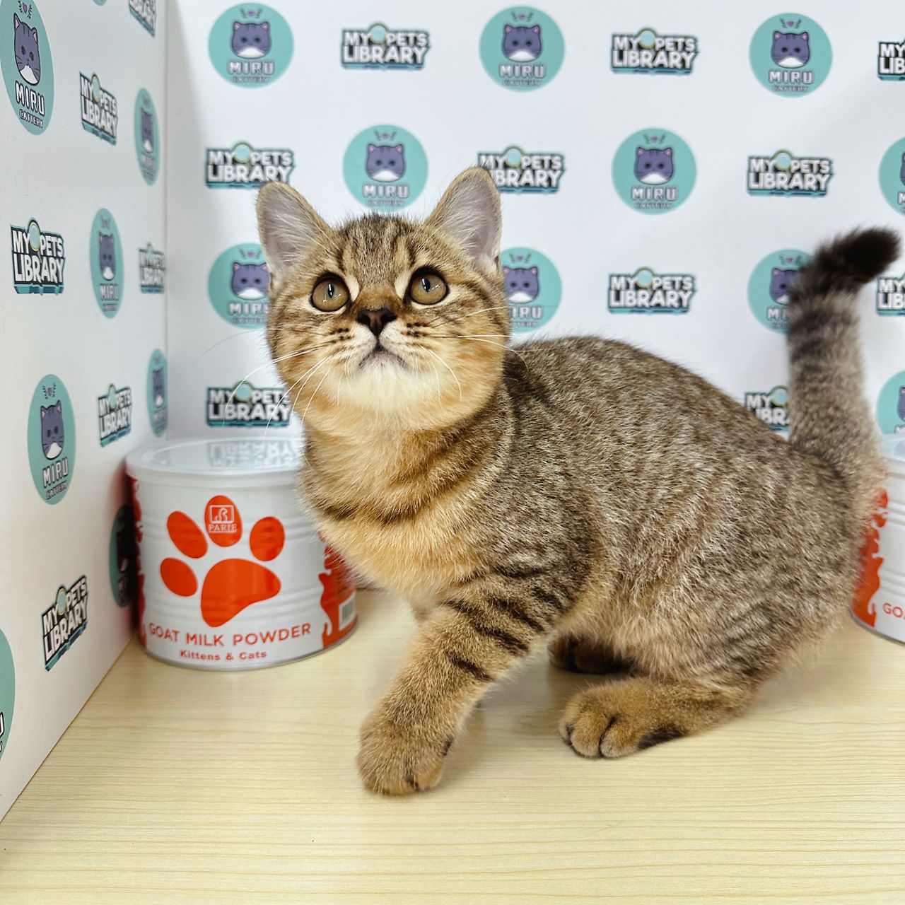 Munchkin BSH Kitten (Male) For Sale