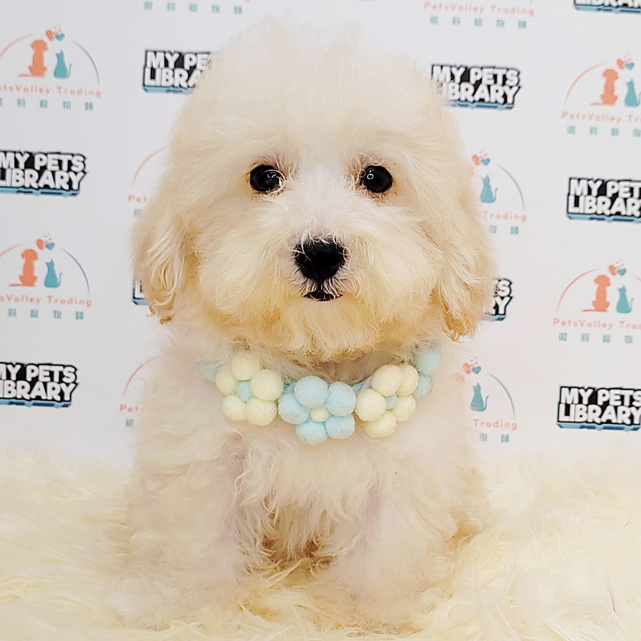 Tiny Poodle Puppy (Male) For Sale