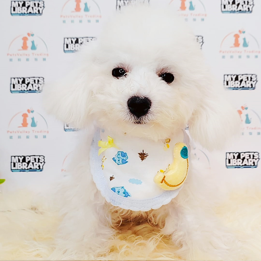 Bichon Puppy (Male) For Sale