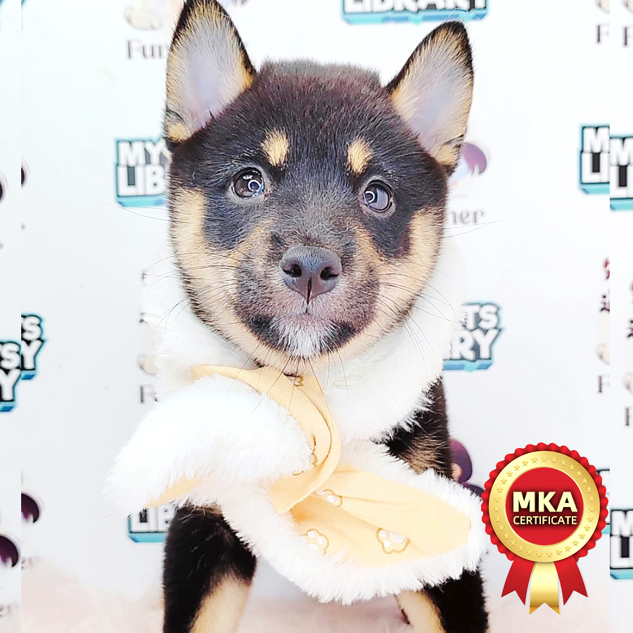 MKA Shiba Inu Puppy (Female) For Sale