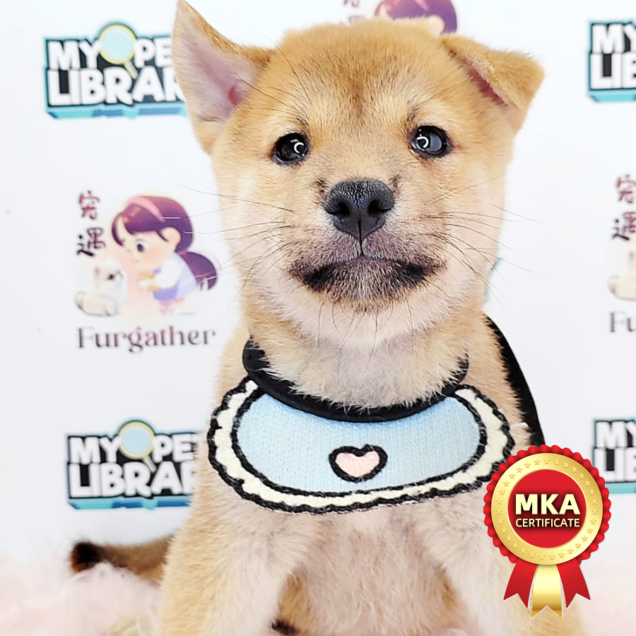 MKA Shiba Inu Puppy (Male) For Sale