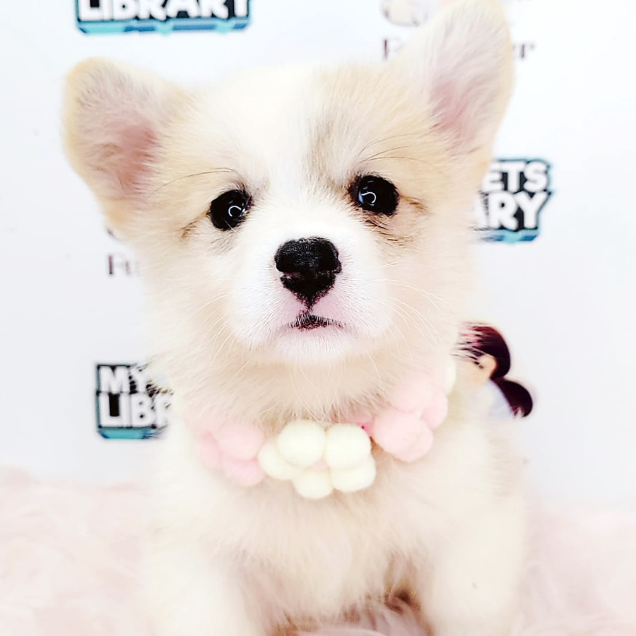 Medium Coat Corgi Puppy (Female) For Sale