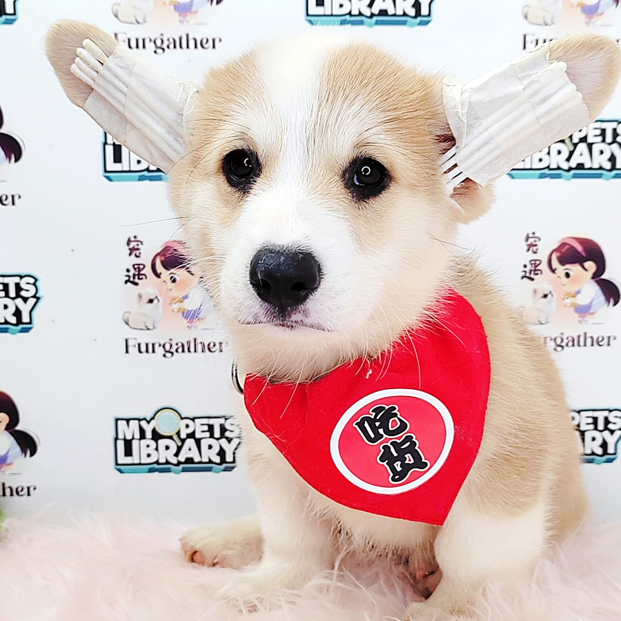 Corgi Puppy (Male) For Sale