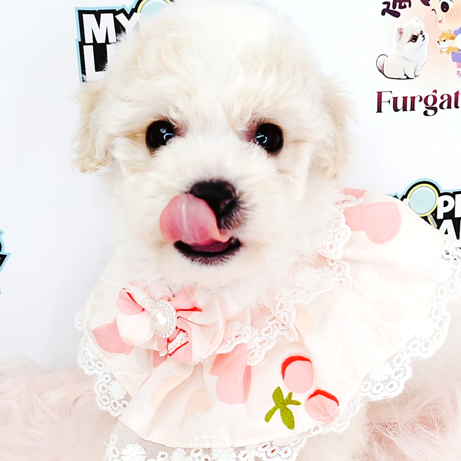 Maltipoo Puppy (Female) For Sale