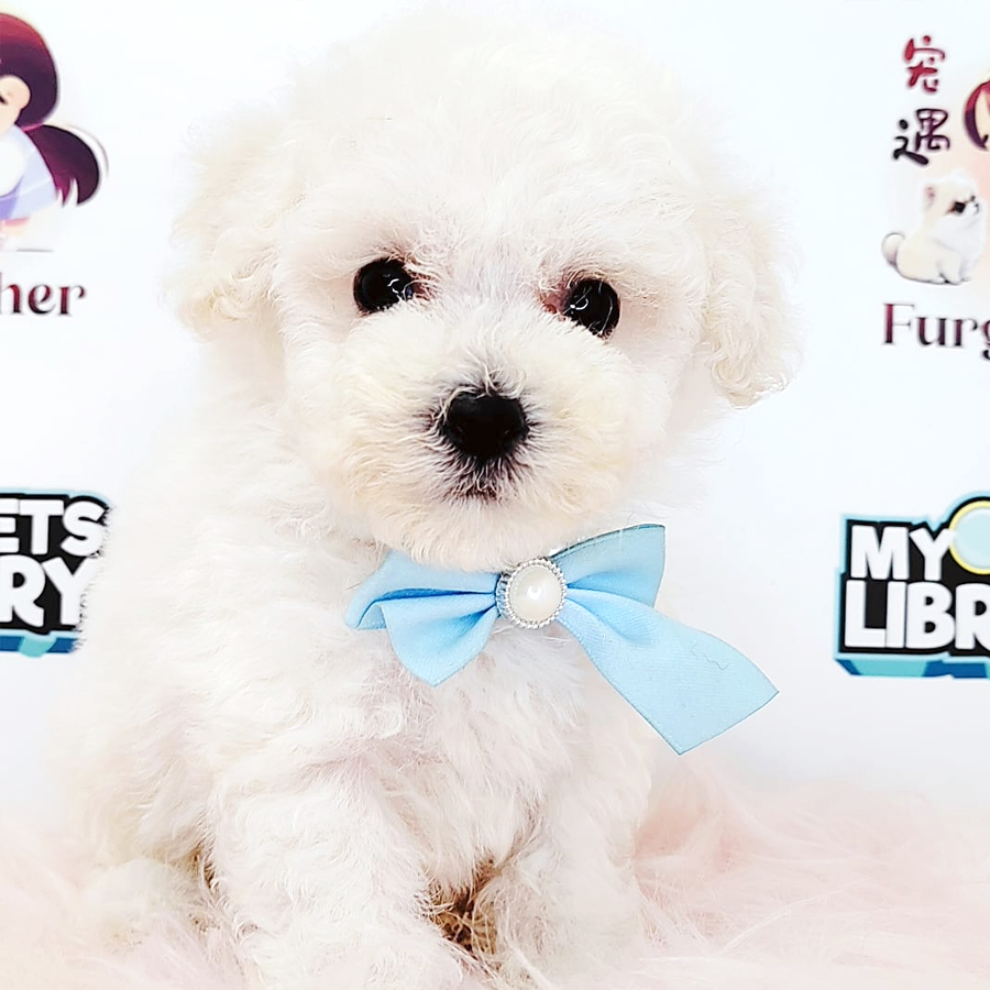 Poodle Puppy (Male) For Sale