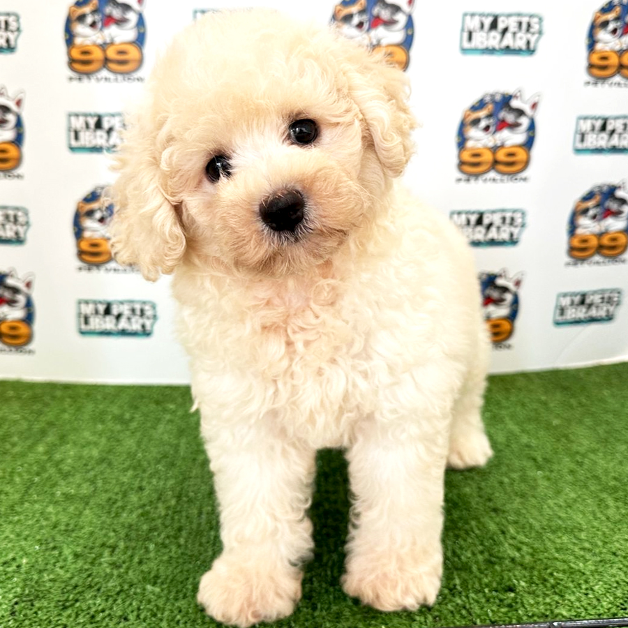 Toy Poodle Puppy (Male) For Sale