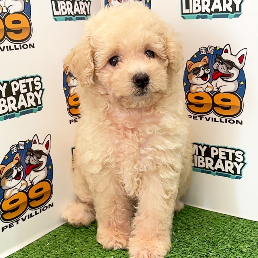 Toy Poodle Puppy (Female) For Sale