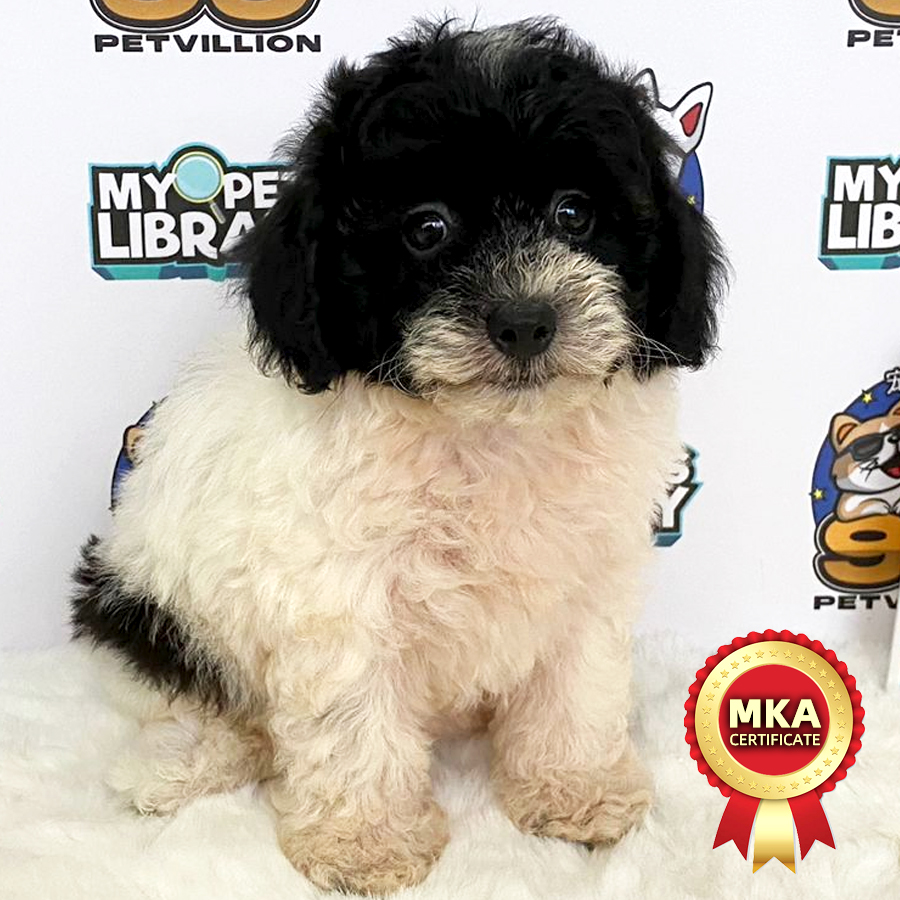 MKA Toy Poodle Puppy (Female) For Sale