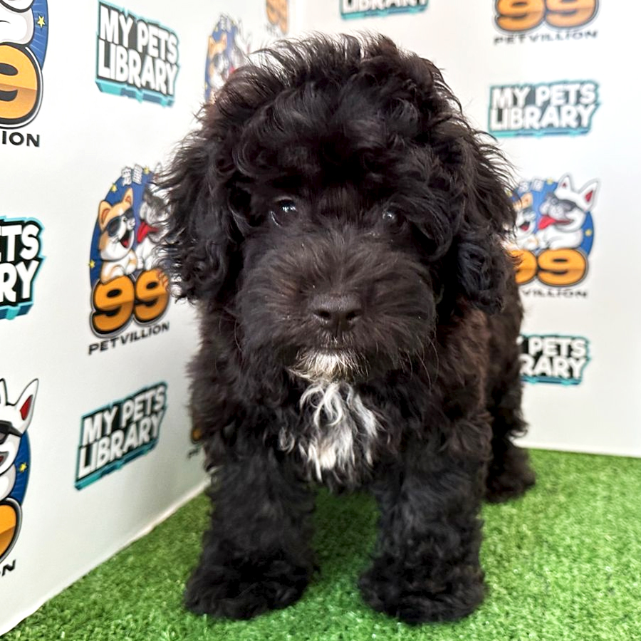Maltipoo Puppy (Male) For Sale
