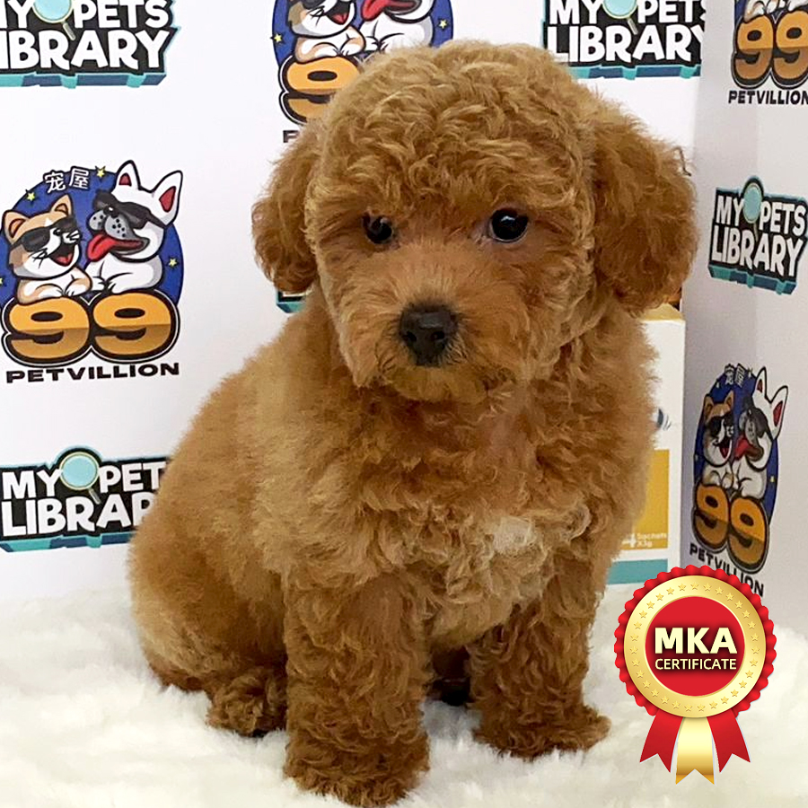 MKA Toy Poodle Puppy (Female) For Sale