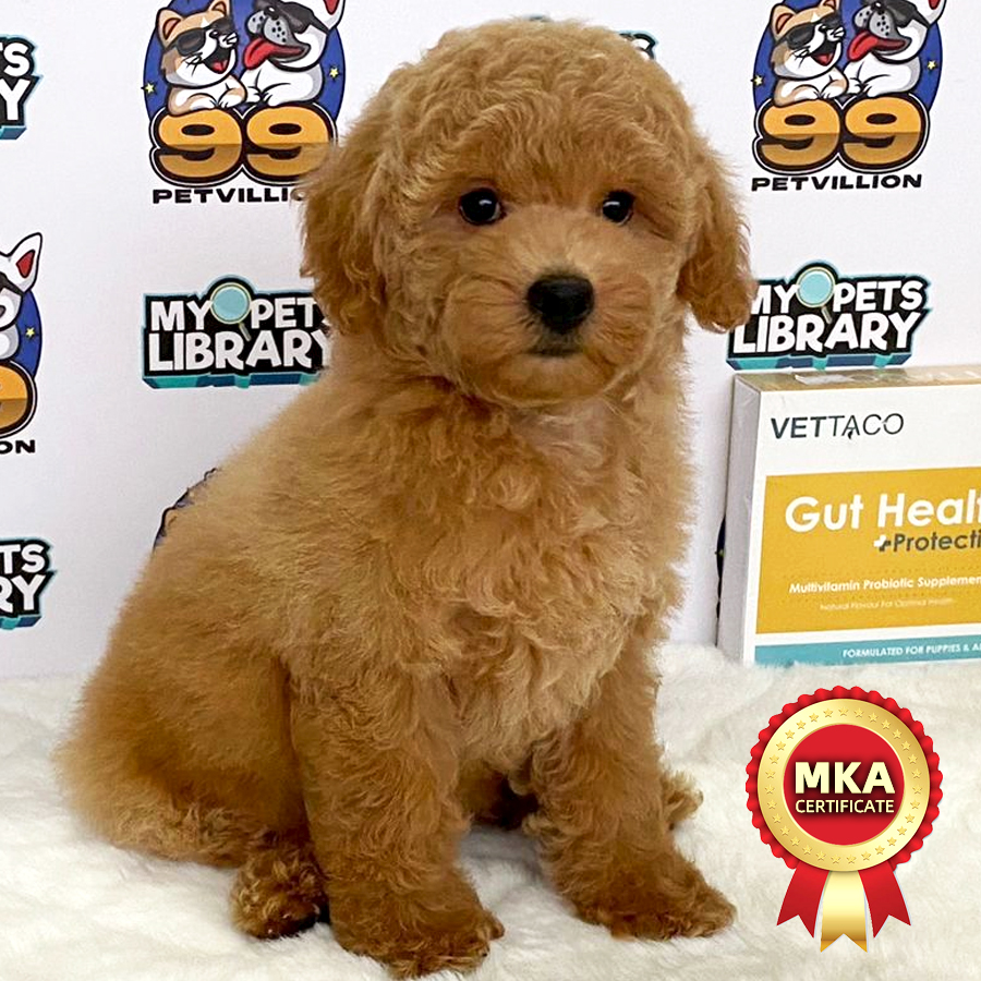 MKA Toy Poodle Puppy (Female) For Sale